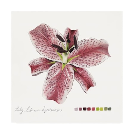 Grace Popp 'Lilium Iii' Canvas Art,35x35